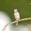 Allen's Hummingbird